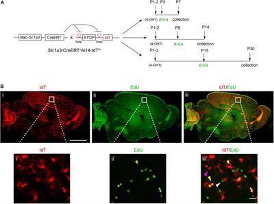 Differential Proliferation and Maturation of Subcortical Astrocytes During Postnatal Development